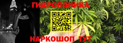 шишки Новодвинск